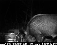 BedandBreakfast-NewFeeder_10102013_5813371.jpg